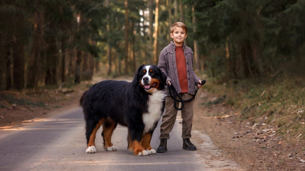 A Bernese Mountain Dog standing on a forest path beside a young boy holding its leash. The dog has a thick, fluffy coat and a calm demeanor, exemplifying one of the top big fluffy dog breeds.