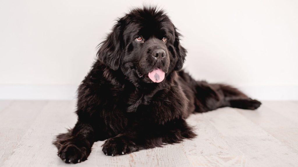 A large Newfoundland dog lying on a light-colored floor indoors. The dog has a thick, fluffy black coat and a relaxed expression, exemplifying one of the top big fluffy dog breeds.