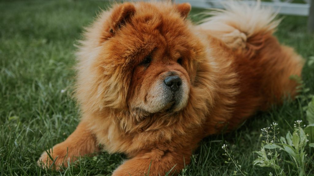 A fluffy Chow Chow dog lying on the grass outdoors. The dog has a thick, reddish-brown coat and a dignified expression, representing one of the top big fluffy dog breeds.