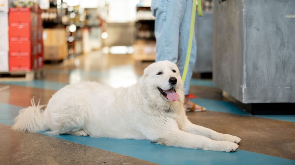 A Great Pyrenees dog lying on the floor indoors, with a person standing nearby holding its leash. The dog has a thick, fluffy white coat and a content expression, exemplifying one of the fluffy dog.