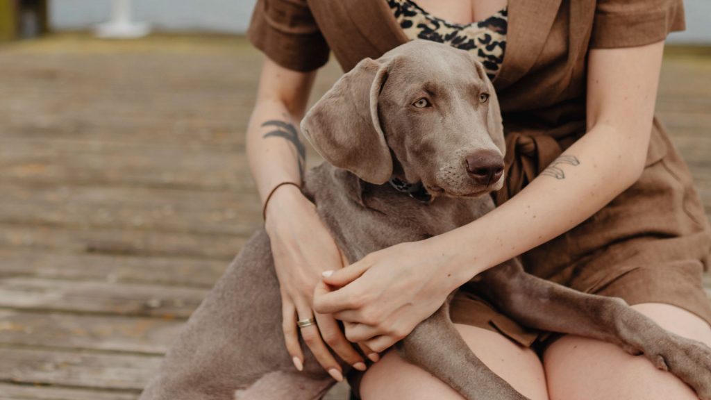 Woman holding Weimaraner puppy