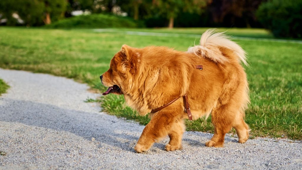 Large Chow Chow dog walking in a park.