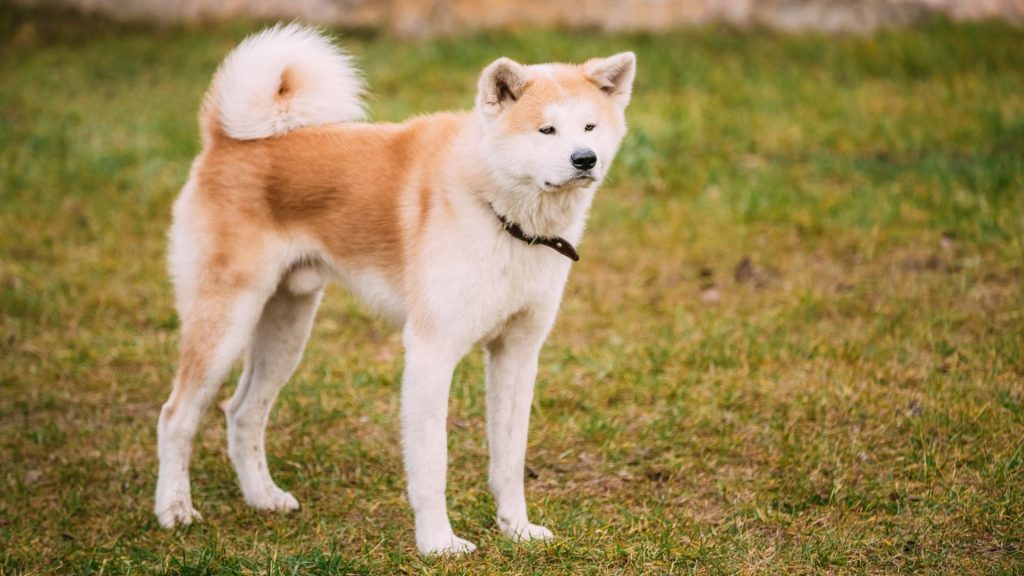 Akita dog standing on grass.