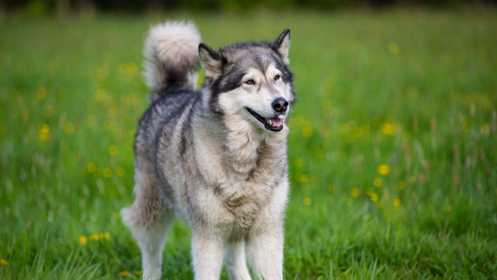 Alaskan Malamute standing in a field.