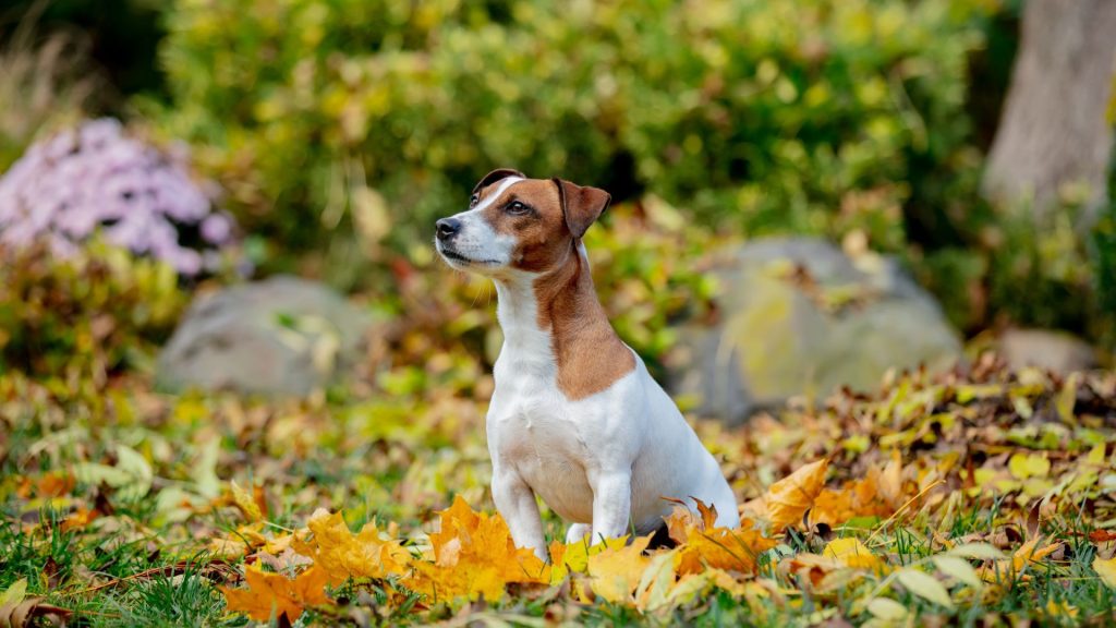 Jack Russell Terrier in a garden.