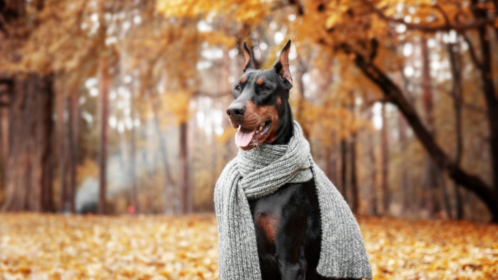 Doberman wearing a scarf in autumn.