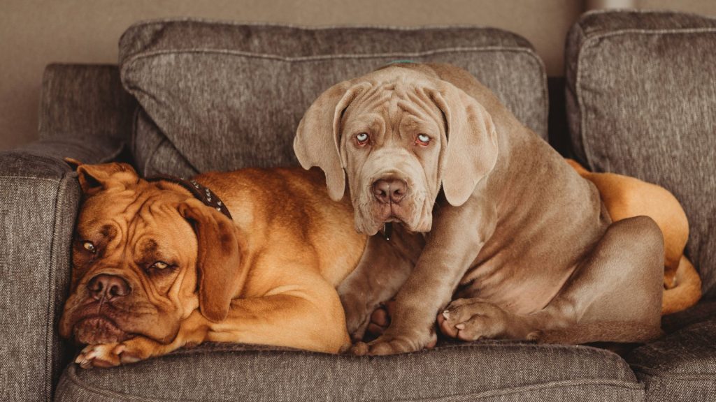 Two wrinkly dogs resting together on a grey couch, with one dog lying down and the other sitting upright.