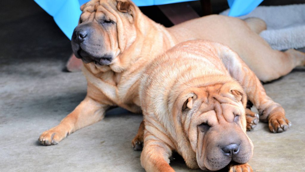 Two Shar Pei dogs lying on the ground, one resting its head on its paws and the other lying behind it with its eyes closed.