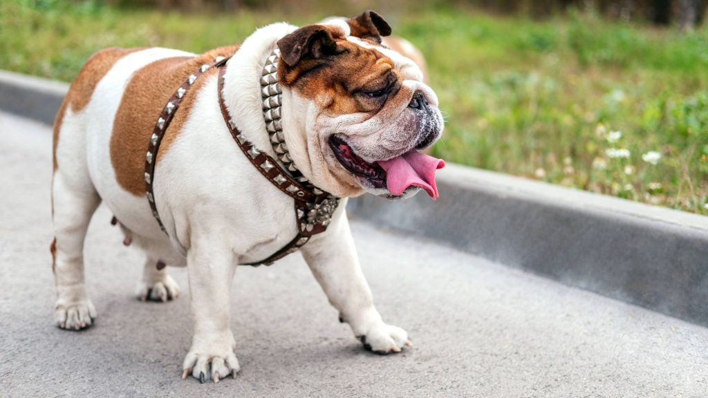 An English Bulldog standing on a paved path with its tongue out, wearing a studded harness.