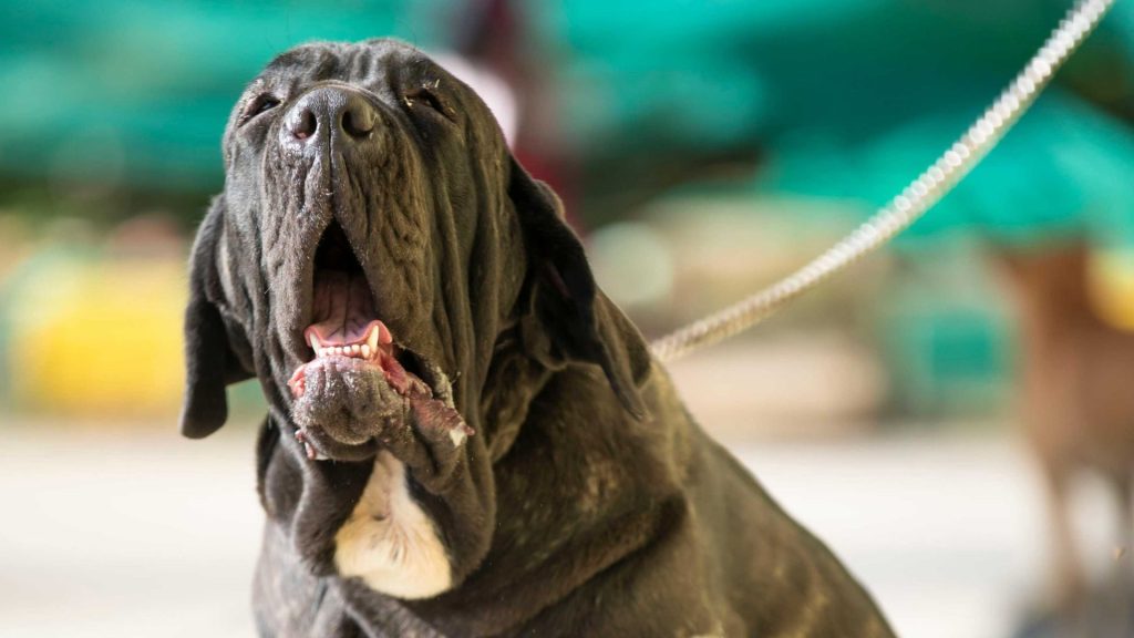 A large, black Neapolitan Mastiff on a leash, with its mouth open and tongue slightly out, standing outdoors.