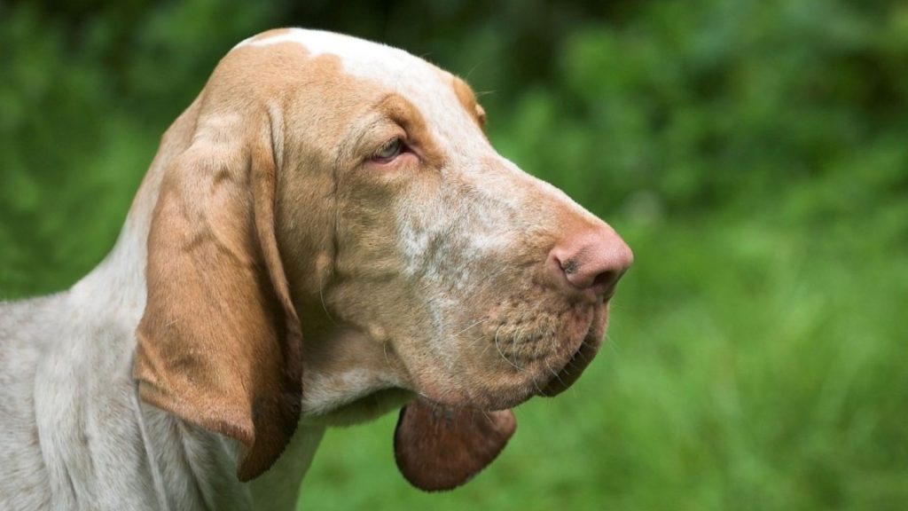 A close-up profile of a Bracco Italiano dog with light brown and white markings, against a green background.