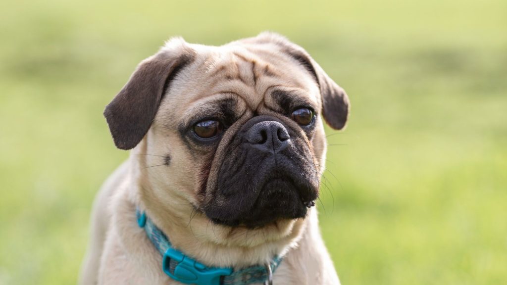 A close-up of a Pug with a light tan coat and dark facial markings, wearing a teal collar, standing outdoors.