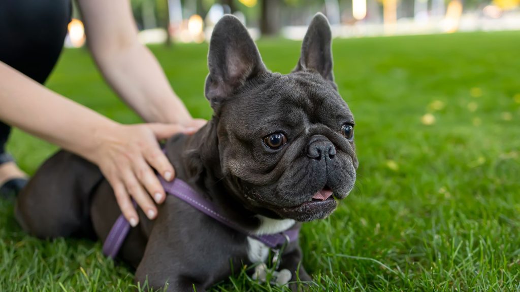 A black French Bulldog wearing a purple harness, lying on green grass with a person's hands gently petting its back.