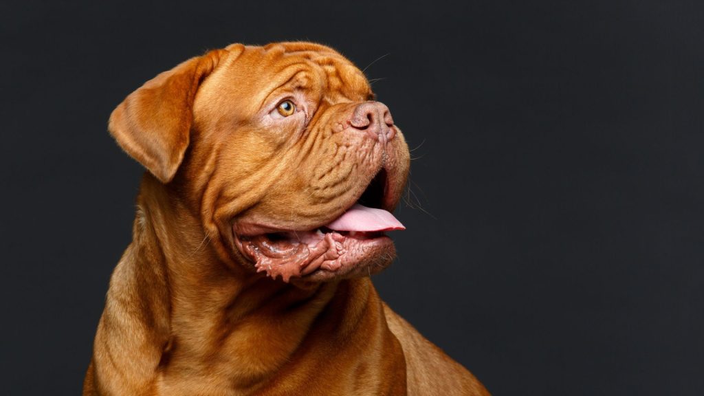 A wrinkly Shar Pei dog standing on green grass, facing the camera with a calm expression.