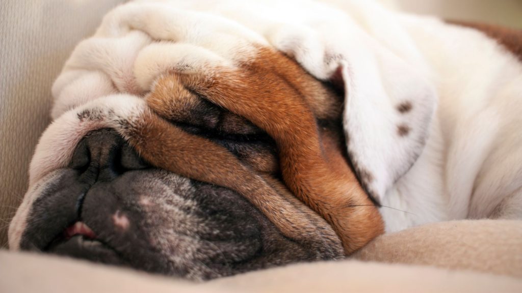 A close-up of an English Bulldog's face, showing its wrinkled skin and closed eyes while it sleeps.