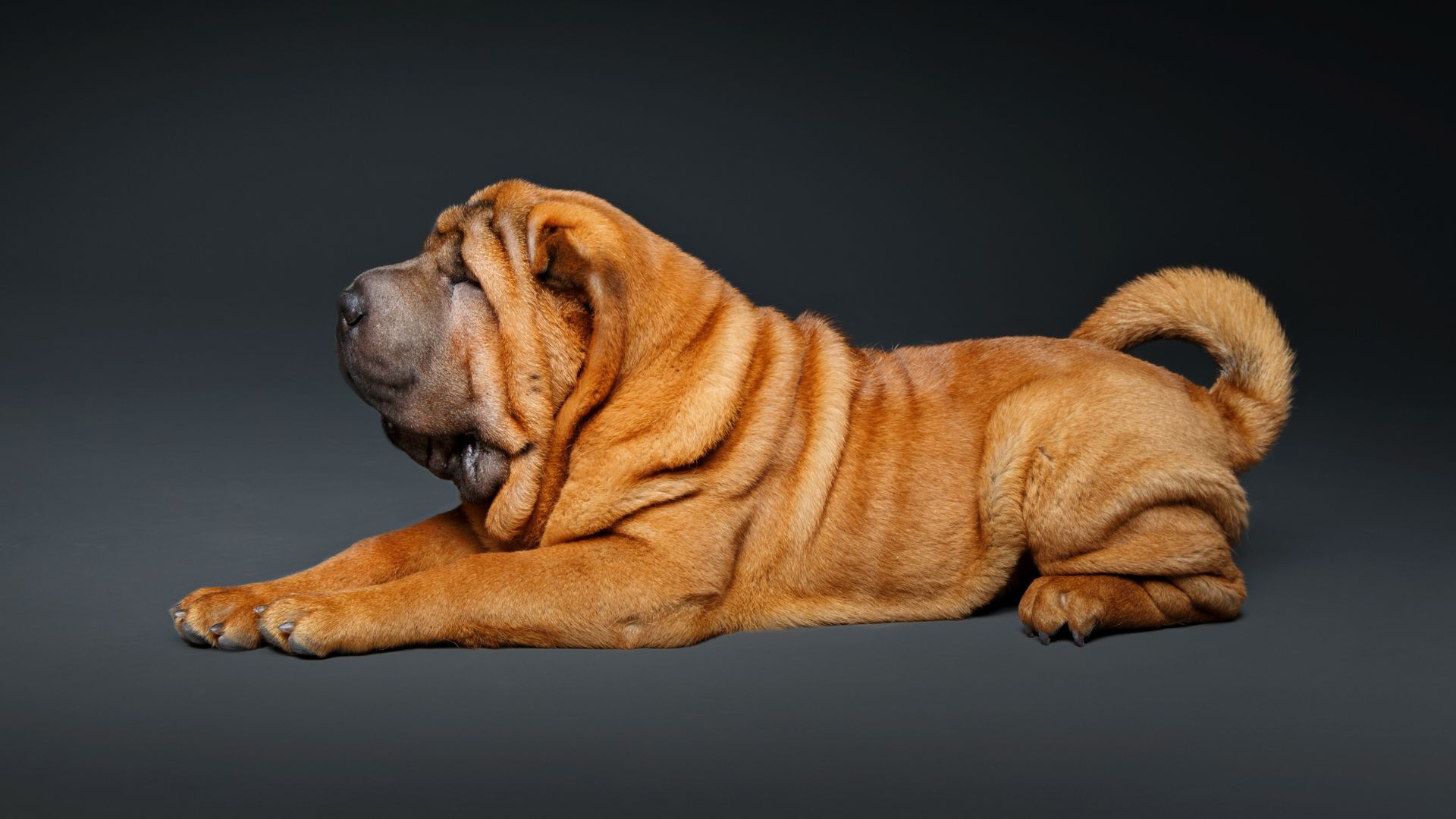 A Shar Pei dog lying down on its stomach, facing left. The dog has a distinctive wrinkled skin, especially around its neck and face, and a short, bristly coat of golden-brown color. Its tail is curled over its back.