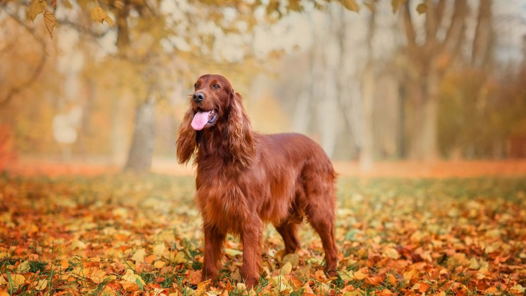 deep chested dog breeds