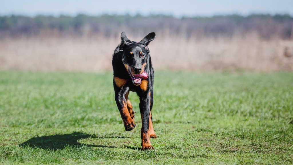 Doberman running towards the camera