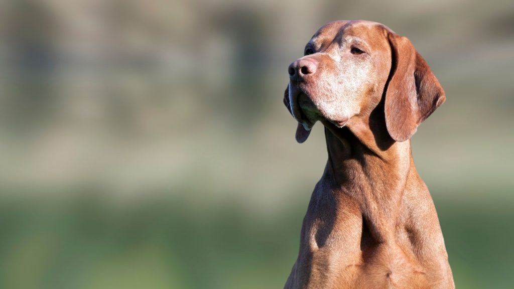 Vizsla standing in a field