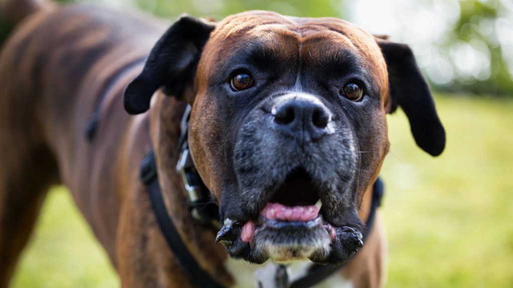 Boxer dog close-up with curious expression