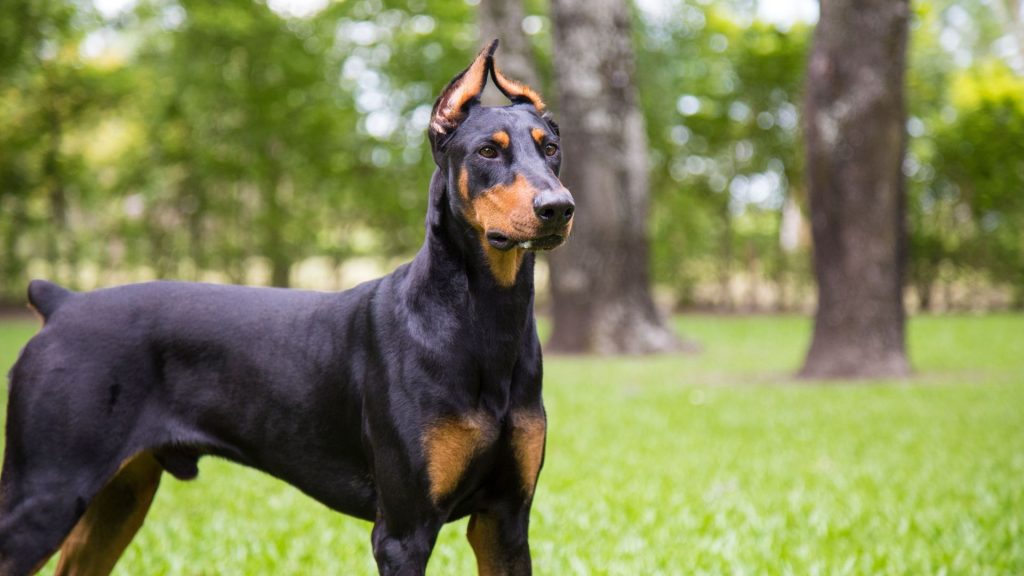 Doberman Pinscher standing in a park