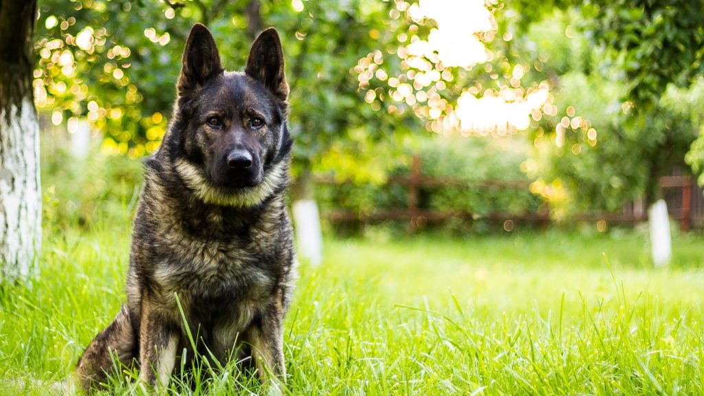 German Shepherd sitting in a grassy field which is one of of the deep chested dog breed. 