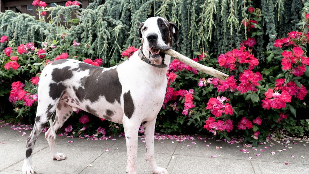 Great Dane with a stick in its mouth