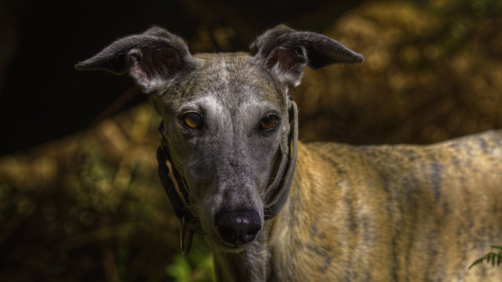 Greyhound looking intently in the dark