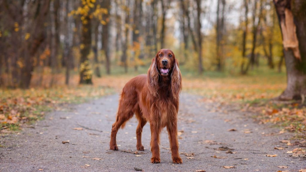  Irish Setter standing on a forest path.