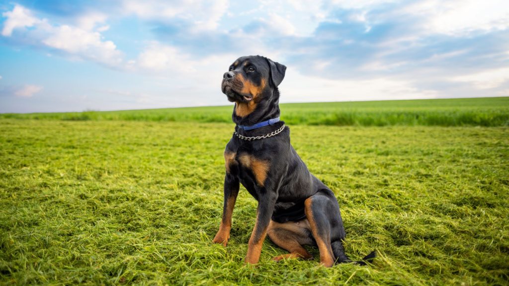 Rottweiler sitting in an open field