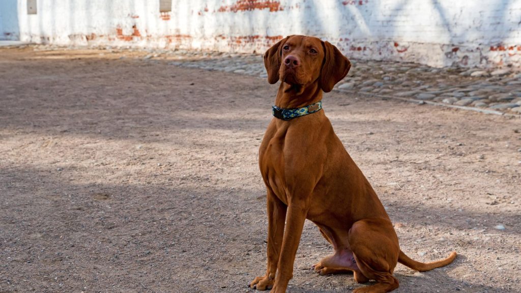 Vizsla sitting in a courtyard