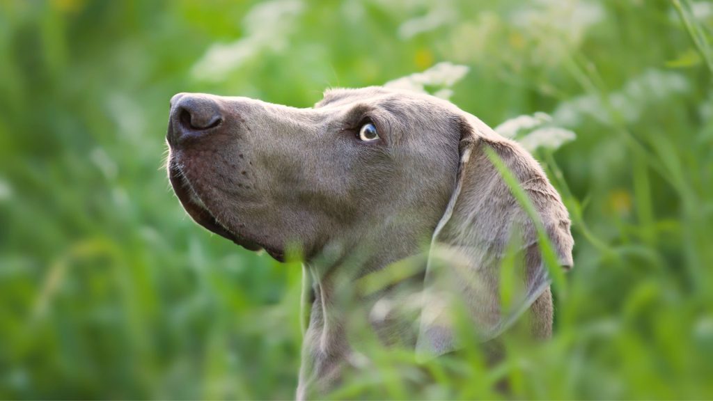 Weimaraner looking up in a field