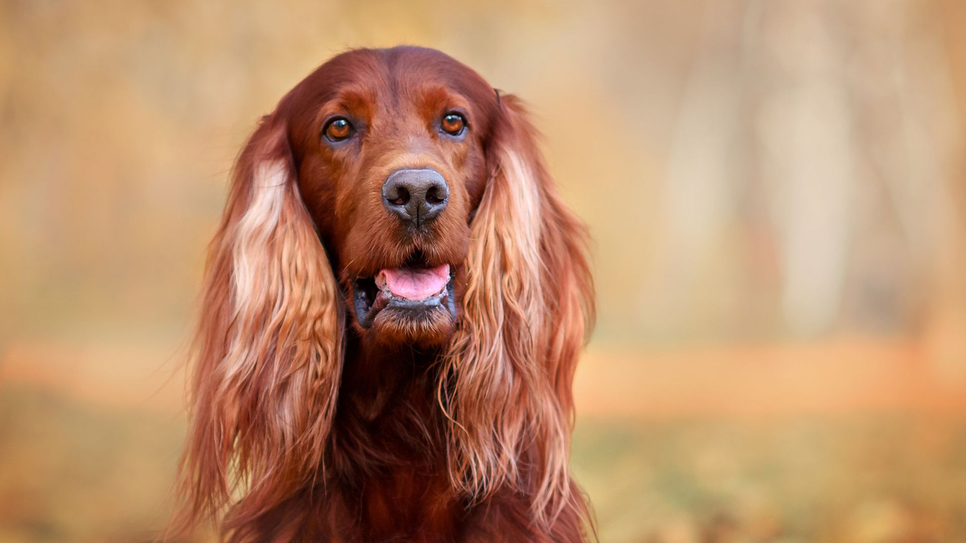 Close-up of an Irish Setter