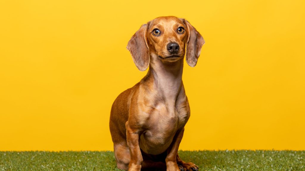 Fat Dachshund on yellow background.