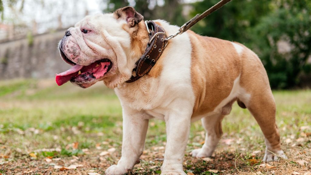 Fat Bulldog on a leash.