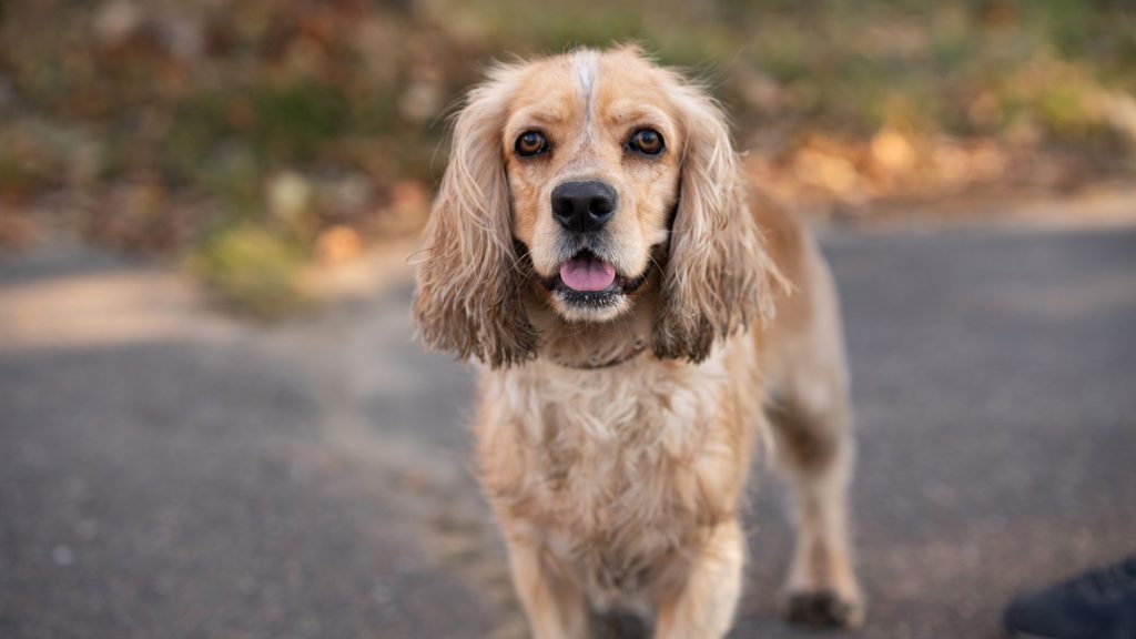 Fat Cocker Spaniel on a walk.