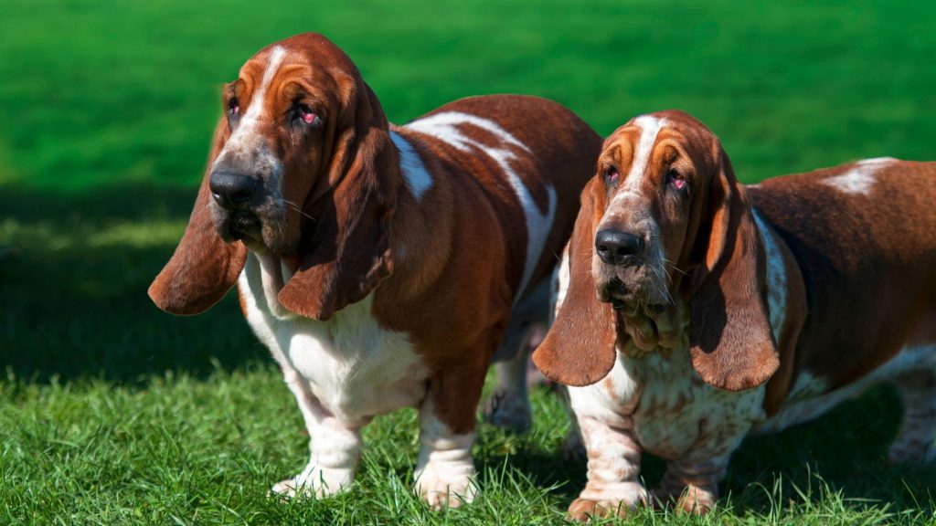 Two fat Basset Hounds on grass.