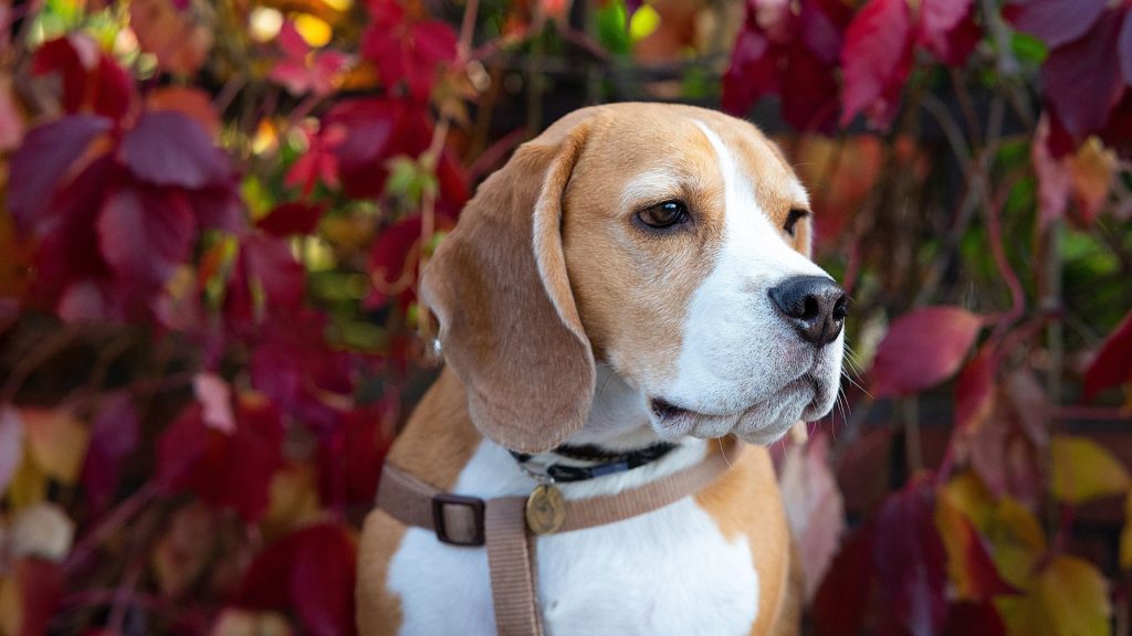 Fat Beagle with autumn leaves.