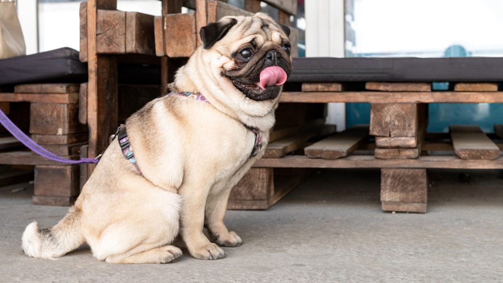 Fat Pug sitting indoors.