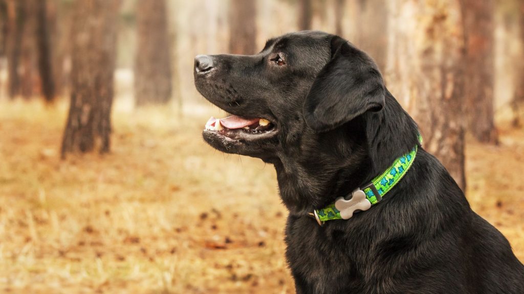 Fat Labrador in the woods.