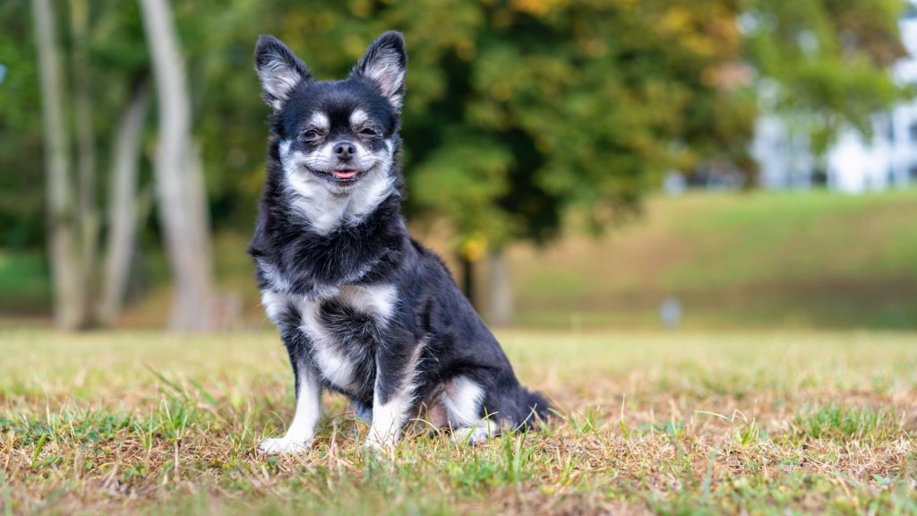 Fat Chihuahua sitting on grass.