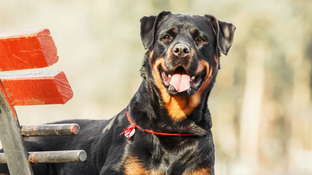 Fat Rottweiler by a bench.