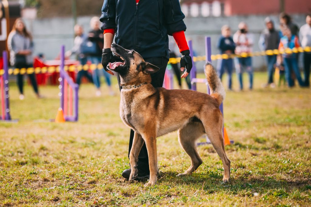 Most Dangerous Dog Breeds