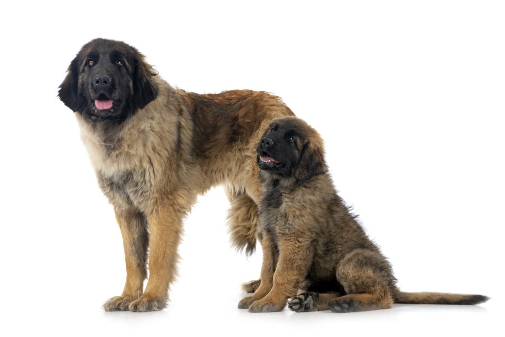 A Leonberger adult dog standing beside a Leonberger puppy, both with thick, fluffy coats, against a white background. 