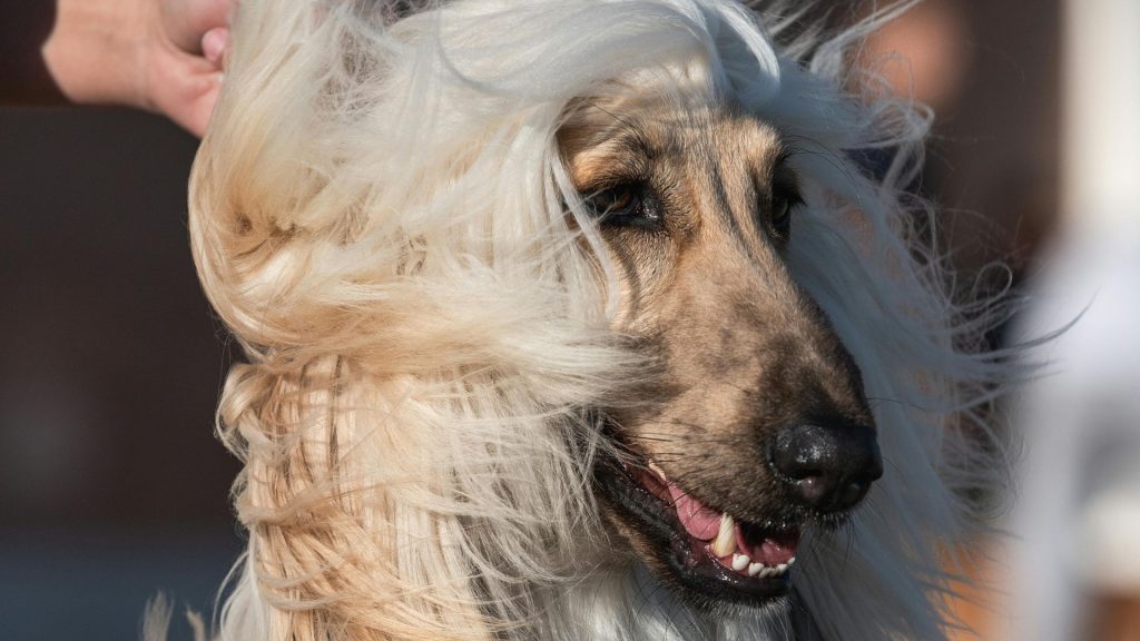 Afghan Hound with long, wind-blown hair and a happy expression.