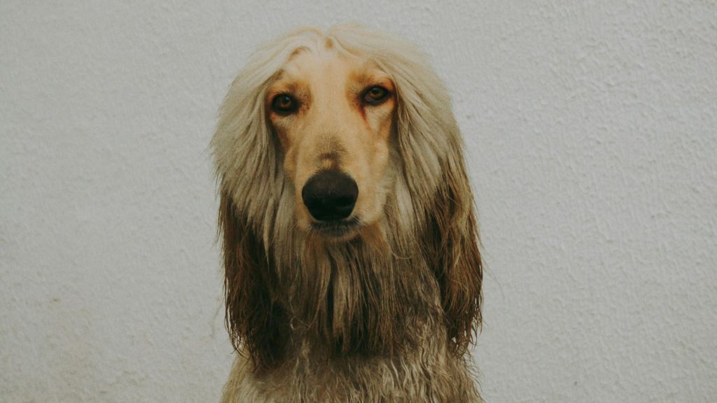 Afghan Hound with long, straight hair standing against a plain background.