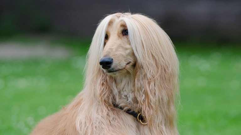 Elegant Afghan Hound with long, flowing coat standing on a grassy background.