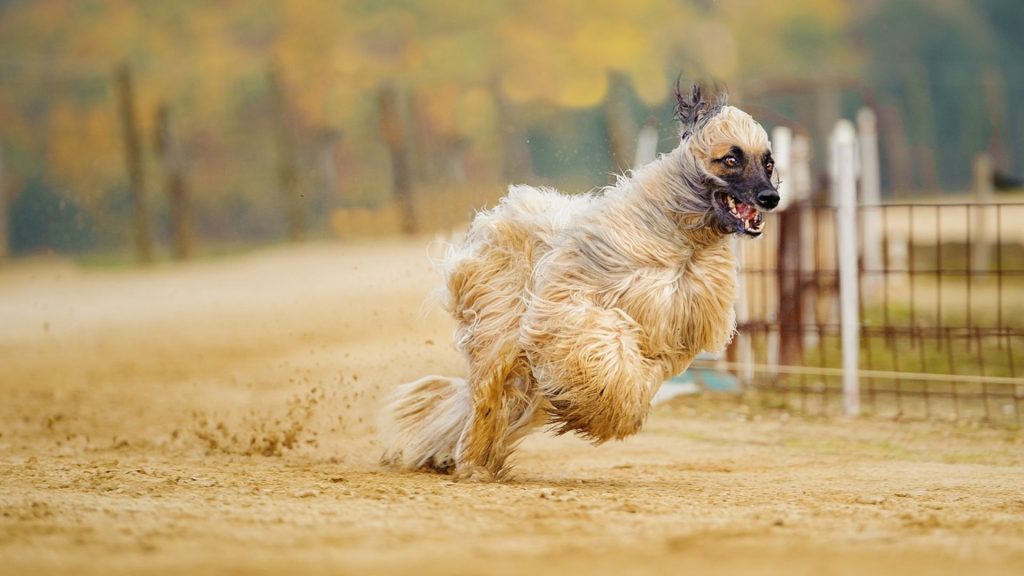 Afghan Hound running at full speed on a dirt track.