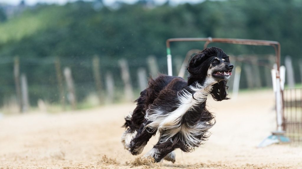 Black and white Afghan Hound running at high speed on a dirt track.