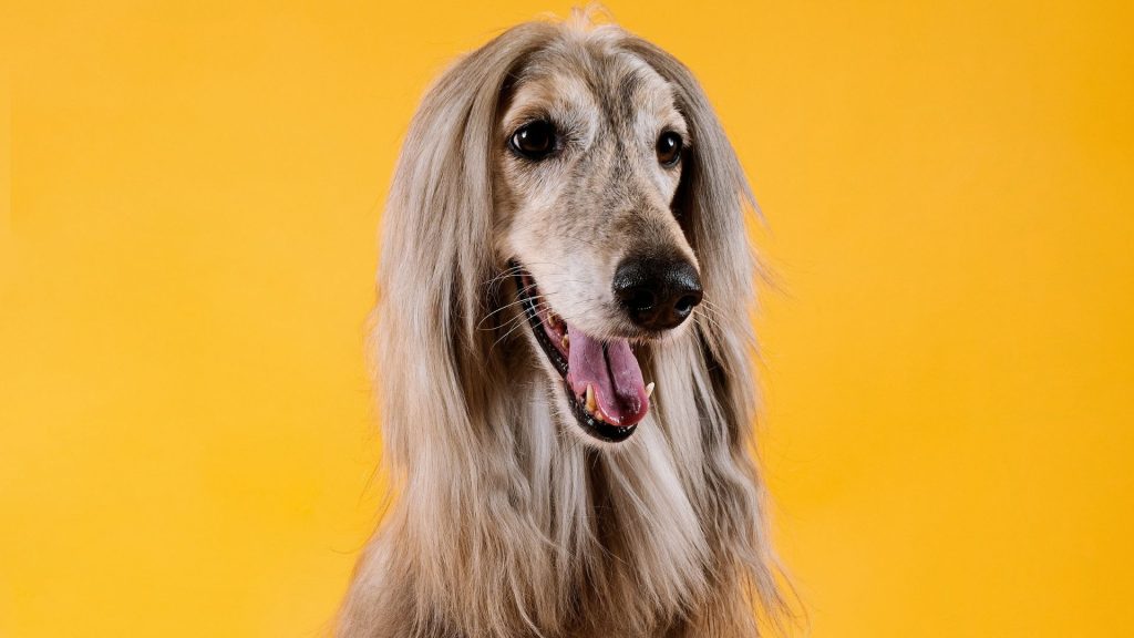 Smiling Afghan Hound with long hair against a bright yellow background.